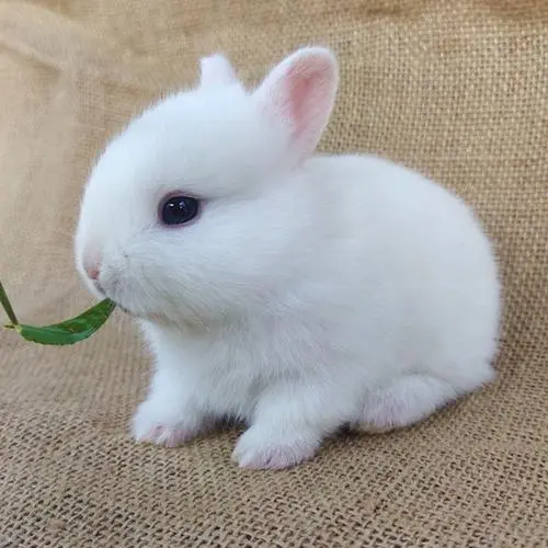 荷兰兔（荷兰兔多少钱一只幼崽）