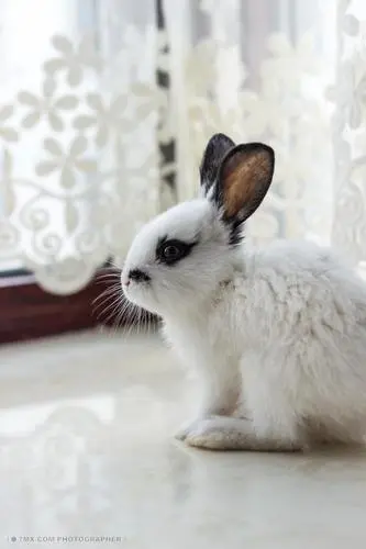 荷兰兔图片白色 荷兰兔 白色