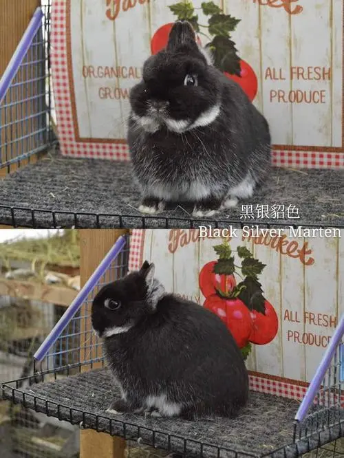 荷兰侏儒兔：可爱的迷你宠物（荷兰侏儒兔认主人吗）