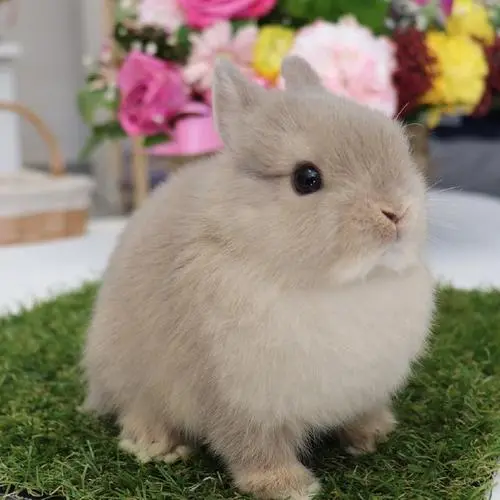 荷兰侏儒兔能长多少斤