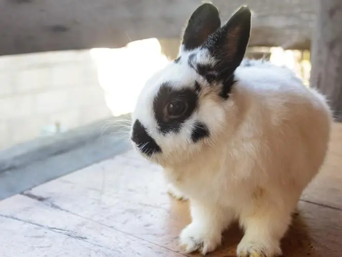 荷兰侏儒兔（Netherland Dwarf Rabbit）是一种小型家养兔，被广泛认为是世界上最小的兔子之一。这种兔子因