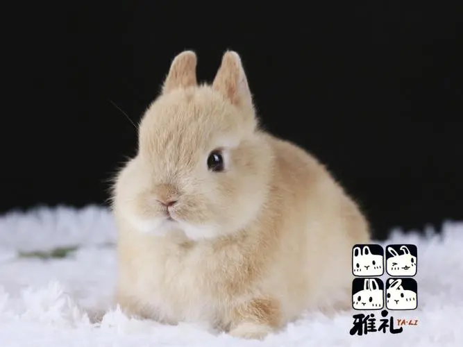 荷兰侏儒兔：一个迷人的宠物选择（荷兰侏儒兔简介）