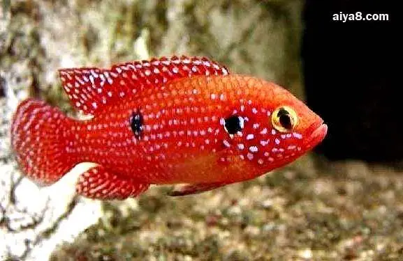 红宝石鱼寿命 红宝石鱼寿命几年