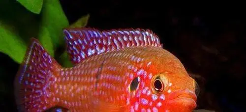 红宝石鱼为热带鱼的一种，尽管以其独特的颜色而闻名，但实际上并非所有红宝石鱼都呈现出明显的红色。红宝石