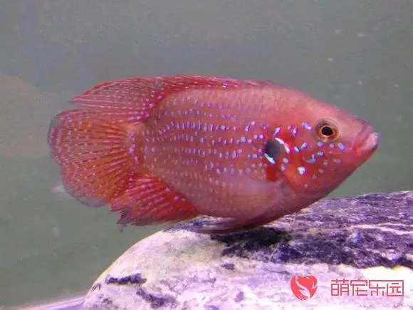 红宝石鱼养殖技巧：如何使红宝石鱼变得更红（红宝石鱼怎么养才能红）
