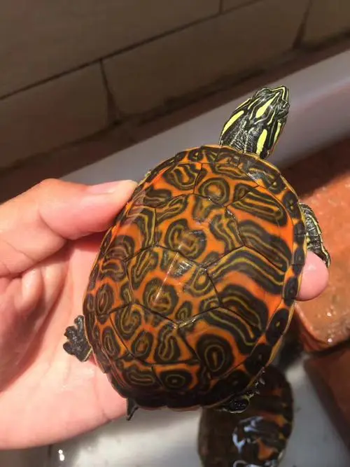 红腹火焰龟是深水龟吗？（红腹火焰龟是深水龟吗）