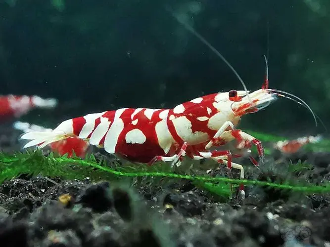 红花虎水晶虾的杂交育种（红花虎水晶虾怎么杂交出来的）
