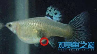 红箭鱼繁殖前胎斑视频 红箭鱼怀孕清晰图
