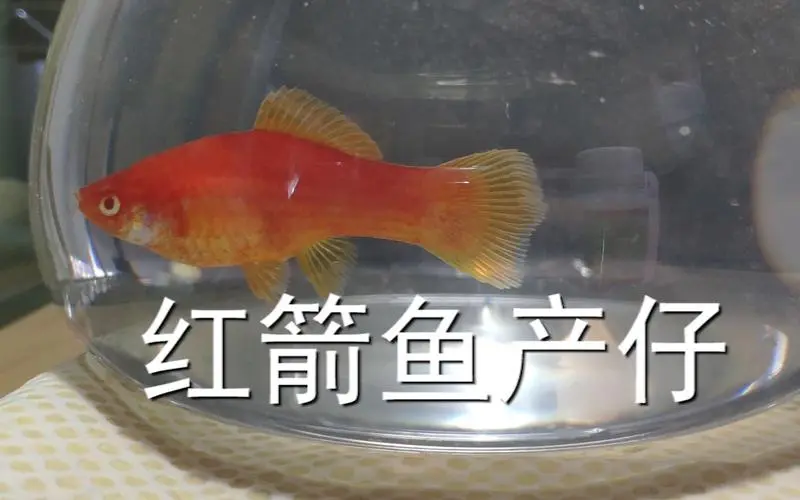 红箭鱼繁殖视频的综述（红箭鱼繁殖视频）