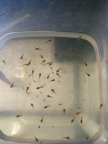 红箭鱼下崽还是产卵——解析红箭鱼的繁殖方式（红箭鱼下崽还是产卵）