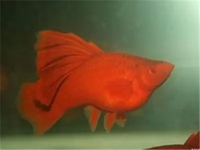 红箭鱼下崽前兆图红箭鱼可以单独放多久