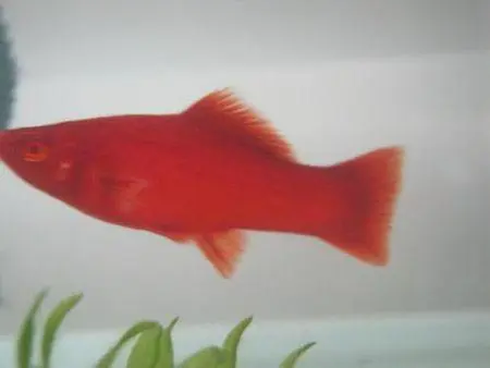 红箭鱼养殖方法：打造更鲜艳的红色美丽（红箭鱼怎么养才能越来越红）