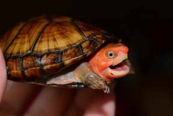红面蛋龟—寿命最长的陆龟种类（红面蛋龟寿命最多能活多少年）