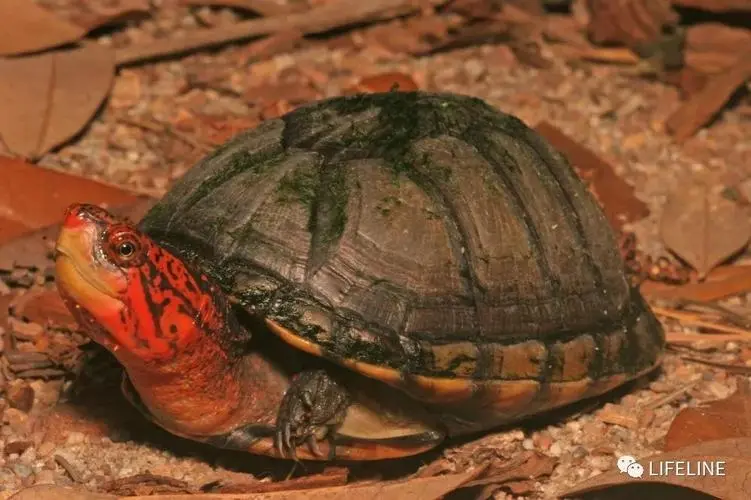 红面泥龟可以冬眠吗？（红面泥龟可以冬眠吗）