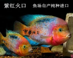 红魔鬼鱼和紫红火口鱼一缸 红魔鬼鱼紫红火口鱼混养