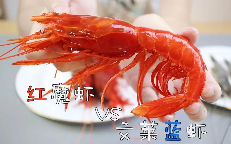 红魔虾 VS 鳌虾：探究两种虾类的特点及优劣（红魔虾和鳌虾哪个更好）