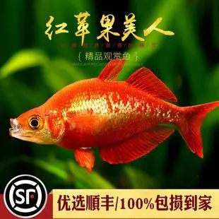 红苹果美人鱼与其他鱼类的混养方式（红苹果美人鱼可以和什么鱼混养）
