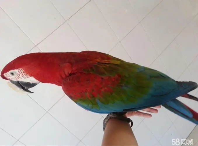 红色金刚鹦鹉 – 一只亮丽的稀有宠物鸟类（红色金刚鹦鹉多少一只）