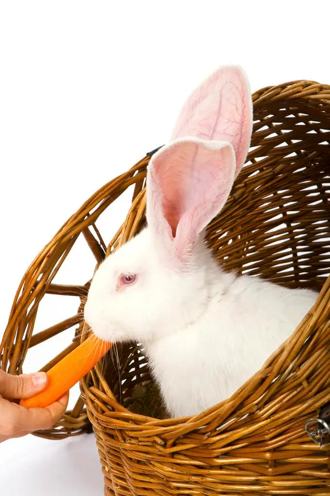 红眼白兔吃什么 白兔吃什么草
