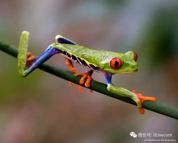 红眼树蛙有几个脚趾图片