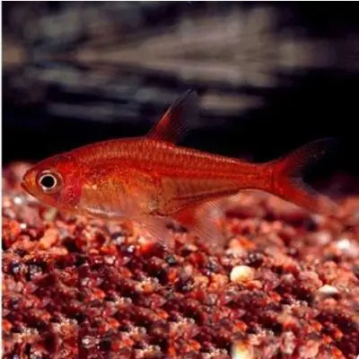 红衣梦幻旗灯鱼是一种美丽而神秘的热带鱼类，尤其是它们独特的鲜红色身体和梦幻般的长尾巴，使其备受热爱水