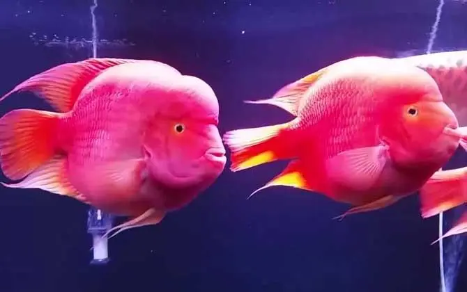 红鹦鹉鱼是什么鱼杂交的 红鹦鹉鱼是什么鱼杂交的视频