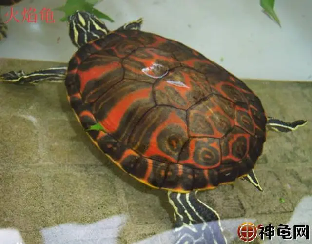 黄耳火焰龟是深水龟吗？（黄耳火焰龟是深水龟吗）