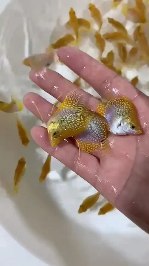 黄金马甲球鱼繁殖 黄金马甲鱼如何繁殖