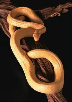黄金蟒是一种生活在热带地区的大型蟒蛇，其美丽的金黄色皮肤和庞大的身躯使其成为了人们常见的观赏爬行动物
