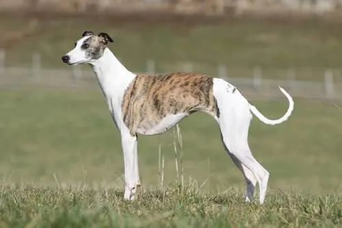 惠比特犬——迷人却备受争议的犬种