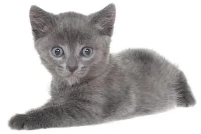 灰色美国短毛猫图片 美国短毛猫小时候图片