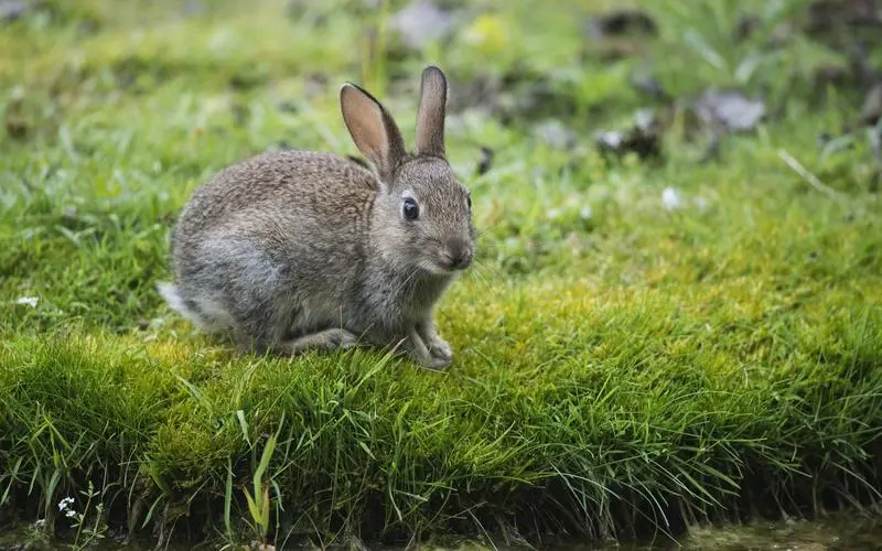 灰兔一般多久的寿命 属兔的人寿命一般多久