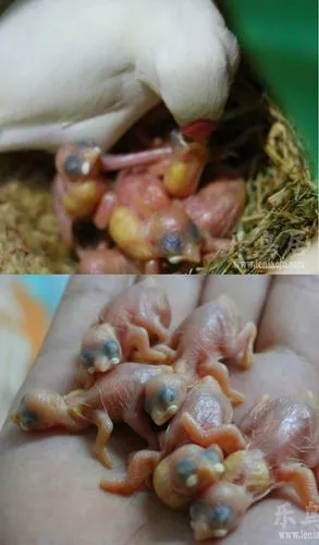 灰文鸟的繁殖特点及下蛋时间（灰文鸟什么时候下蛋及繁殖）