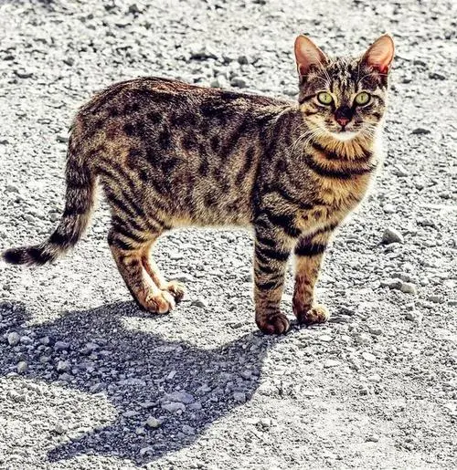 虎皮猫- 优雅与野性的结合
