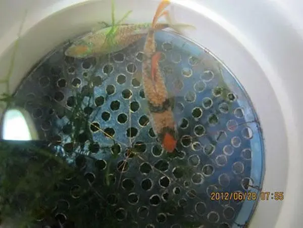 虎皮鱼的繁殖视频过程 虎皮鱼繁殖产卵的视频