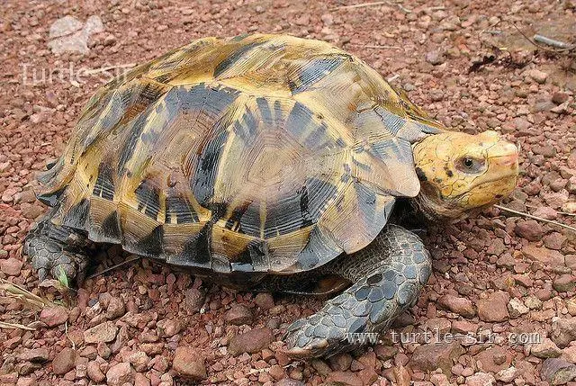 家龟是广泛被养殖的一种爬行动物，常用作宠物。在中国，家龟主要分为陆龟和水龟两类。家龟作为爬行类动物，
