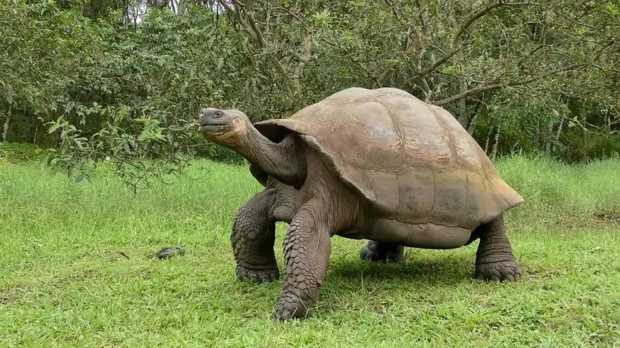 加拉帕戈斯群岛象龟灭绝了吗？（加拉帕戈斯群岛象龟灭绝了吗）