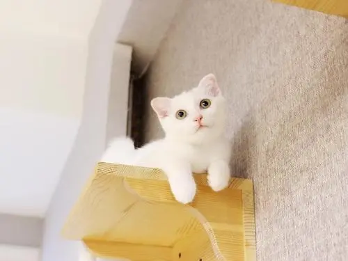 家里来白猫代表什么预兆？