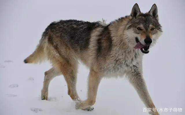 捷克狼犬是否会咬人？