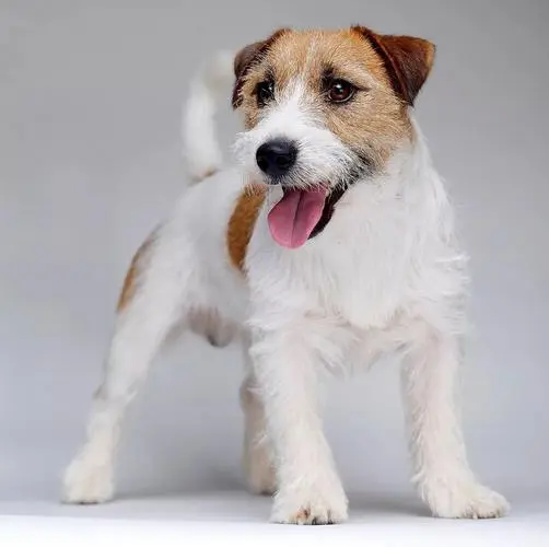 杰克罗素梗（Jack Russell Terrier）是一种活力充沛、机敏聪慧的狗狗品种。它们以独特的长相和充满活力的个