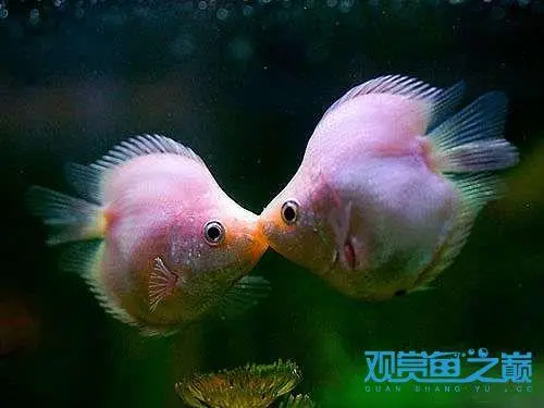 接吻鱼：好养吗？吃小鱼吗？（接吻鱼好养吗吃小鱼吗）