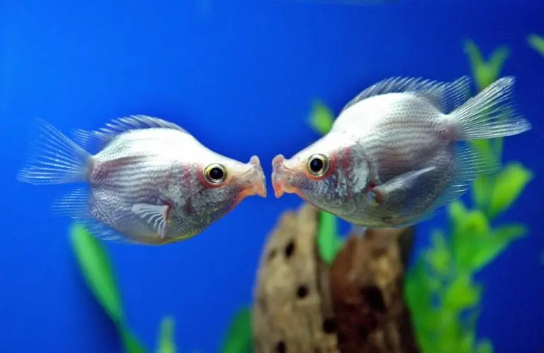 接吻鱼（接吻鱼的图片）