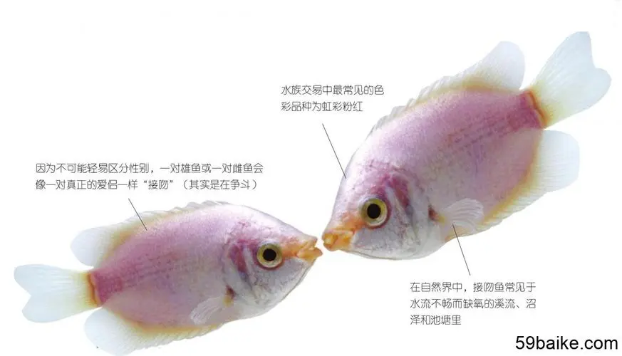 接吻鱼_如何分辨公母（接吻鱼怎么分公母）