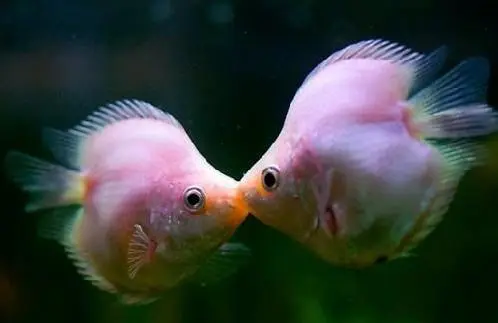 接吻鱼又叫什么鱼 接吻鱼与什么鱼接吻