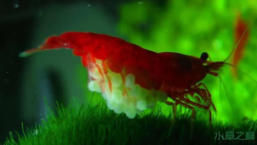 极火虾繁殖周期与技术（极火虾多久繁殖一次好）
