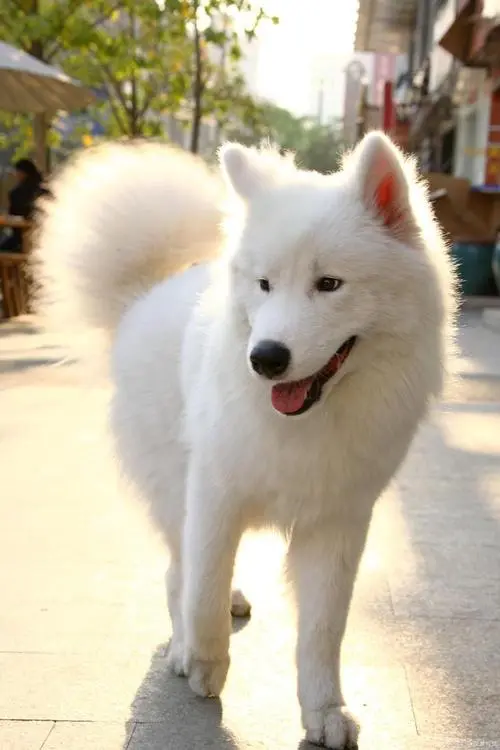 济南萨摩耶犬禁养吗？萨摩耶犬，也称为萨摩犬，是一种源自日本的中型犬种。它以其优雅的外表和友好的性格受