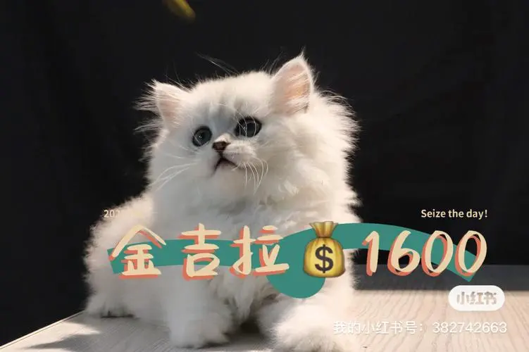 金吉拉价格多少钱一只 金吉拉猫价格多少钱一只