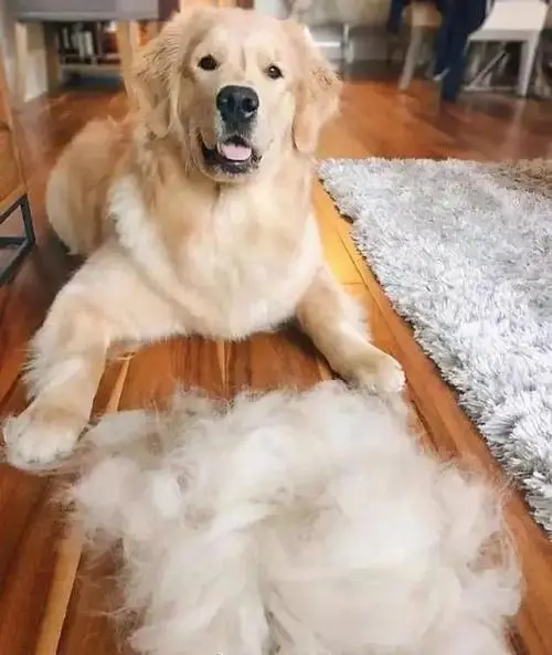 金毛犬掉毛吗？（金毛犬掉毛吗）