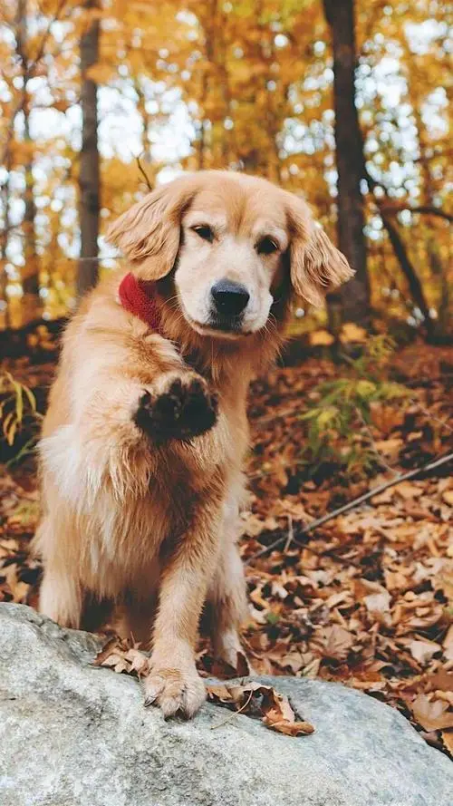 金毛犬图片：优雅、友善的魅力展现