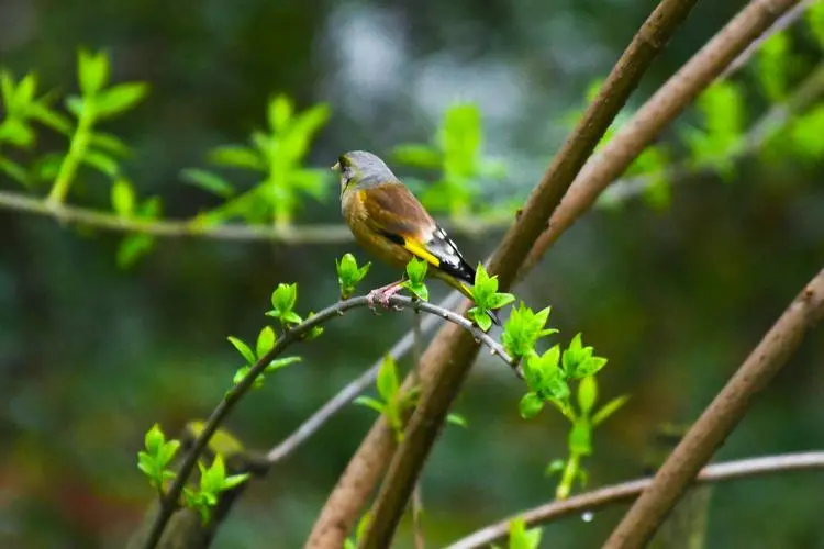 金丝雀（学名：Serinus canaria），又称作欧洲金丝雀、金二蛋，是雀科鸟类中的一种。其特点是身体小巧玲珑
